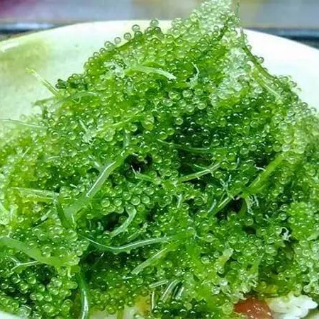 Uva di mare/alghe di uva marina salata/caviale verde