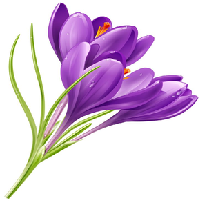 El mejor precio para el azafrán de grado indio puro (Zafran) Cártamo crudo seco de exportación empaquetado - Product Image 1