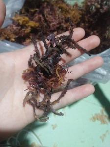 Penjahit Emas Kualitas Terbaik/Seamoss Ungu/Rumput Laut/Rumput Laut Irlandia (Lee Tran: + 84987731263)