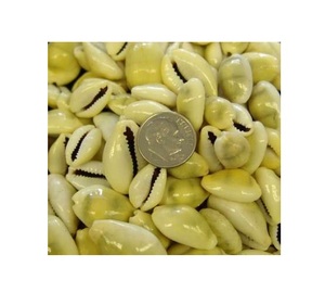 Best Seashell Yellow Cowries Peeli Kodi Shell Kaudi/Grey Cowry Seashells para joyería Material hecho a mano Precio barato - Product Image 2