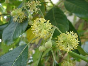 POLVO DE JOSS HECHO CON HOJAS DE ÁRBOL DE LITSEA GLUTINOSA DE VIETNAM - Product Image 4