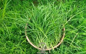 ขายส่งสำหรับ100% ธรรมชาติ Eleusine Gooosegrass ผง - Product Image 3