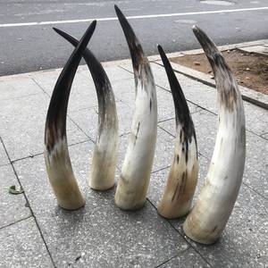 Corne de taureau décorative de haute qualité pour maison et hôtel, corne d'animal de conception de meilleure qualité à vendre, produit - Product Image 3