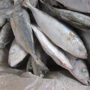 Pesce sgombro congelato BQF processo sottovuoto 1kg disponibile per la vendita - Product Image 1