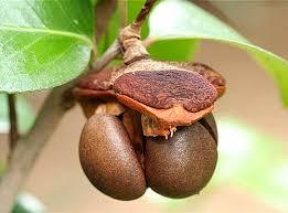 AARNAV GLOBAL EXPORTS Huile de Camélia Vierge Pressée à Froid Certifiée GMP Exportée de Chine pour les Importateurs - Product Image 5