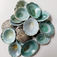 Coquille de limpet vert naturel séchée, limpets secs et propres, collection de coquillages marins, prix de gros compétitif