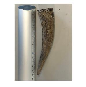 Embouts de corne de buffle d'Inde, artisanat, creux et blanc, poli, avec trou naturel - Product Image 6