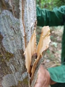 100% Pure Benjoin Siam Résine Gomme/Styrax Benjoin Huile Essentielle/Vietnam Top Benjoin Siam ( Shyn Tran) - Product Image 3