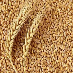 Trigo de molienda suave de la mejor calidad, grano de trigo para alimentación Animal y humana