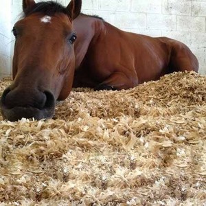 Virutas de madera MIX de alta calidad para ropa de cama avícola Residuos agrícolas Premium - Product Image 4