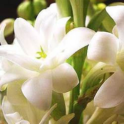 Majmua น้ำหอม unisex คุณภาพสูงสำหรับทุกวัย - Product Image 2
