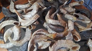 Cuerno de oveja real de alta calidad o cuerno de carnero, compra directa al mayorista, cuerno de oveja natural para la venta de lámpara de sal decorativa para el hogar - Product Image 5