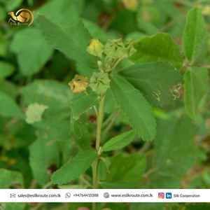 Babila de Bahía orgánica seca, alta calidad, importación/exportación, certificado completo, venta al por mayor - Product Image 4