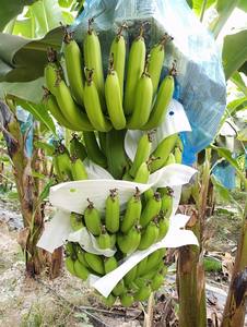 Plátano Cavendish Verde Fresco de Alta Calidad Hecho en Vietnam - Product Image 5