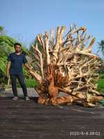 Statue de phœnix en bois de teck naturel, grande décoration exotiques, Technique de sculpture Exclusive