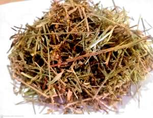 Shankhpushpi-Convolvulus plulisenica-seluruh tanaman (Panchang) ekstrak Herbal 99% kemurnian kelas atas Premium ISO bersertifikat-Calms - Product Image 5