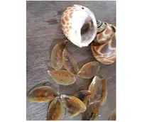 直接サプライヤーカタツムリOperculum/Shell Seashell Murex Operculum Murex Snail