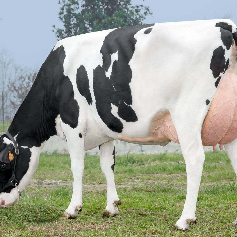 Качественные молочные коровы и беременные хифферы Holstein для продажи