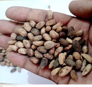สมุนไพรต้นกำเนิดที่ดีที่สุดของอินเดีย Neemboli -Nimboli (Azadirachta Indica) สำหรับการหว่านและสุขภาพ - Product Image 6