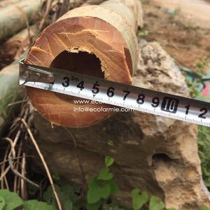 ธรรมชาติแห้งไม้ไผ่เสาจากเวียดนาม - Product Image 2