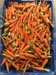 Zanahoria roja fresca de Vietnam Nueva temporada Embalaje personalizable Listo para exportar Cubo de zanahoria IQF Corte de cliente GIA NGUYEN Estante de 6 meses - Product Image 5