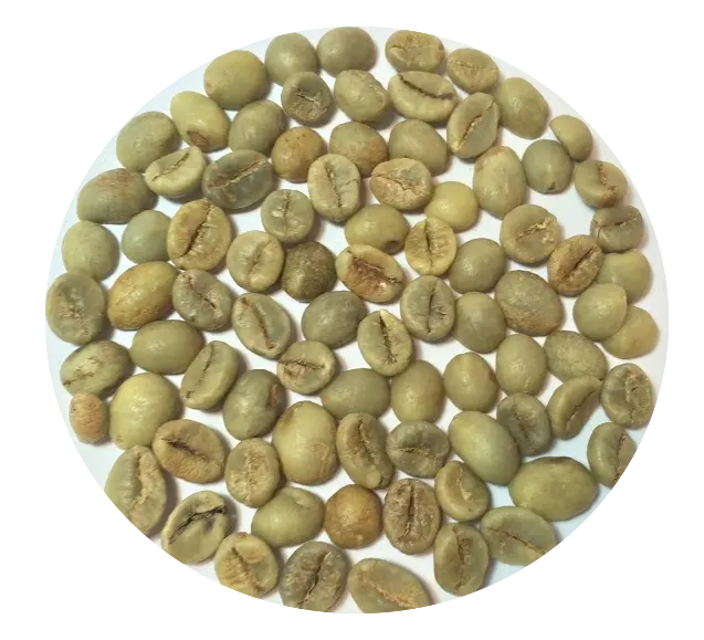 SC18 Hạt Cà Phê Xanh ARABICA Hạt SC16 (PITA + 8 797987481)