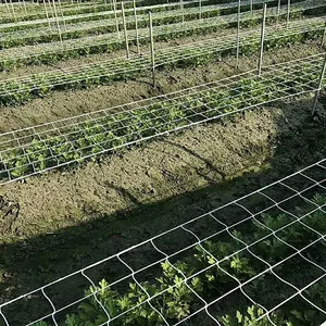 热销塑料植物攀援网植物支撑网黄瓜格子网