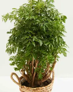 [BEST CHOICE 2023] MING ARALIA with HIGH QUALITY