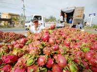 Vers Wit Vlees Drakenfruit Zoete Pitaya Stijl Natuurlijke Oorsprong Soort Vleesvariëteit Grade Fruit-Whatsap 0084 989 322 607