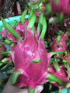 Chair rouge DRAGON FRUITS FRUITS tropicaux Offre Spéciale du VIETNAM/mme LAURA + 84 896611913 - Product Image 2