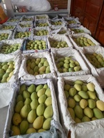 Premium kwaliteit verse gele Kesar mango 100% fruit van topkwaliteit 10kg Dong Thap oorsprong Sunrise Ins 0084 989 322 607 90 dagen houdbaarheid