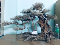 Meilleure vente Bonsaï en bois flotté pour aquarium écologique de haute qualité avec verre pour la décoration d'aquarium fabriqué au Vietnam