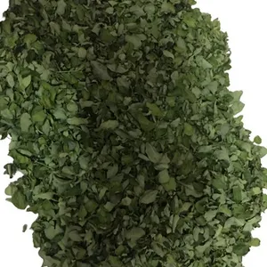 Nutritional Moringa Dried Leaf for USA Whatsapp - +91 7708835148 Moringa Dried Whole Leaf/Moringa Leaves