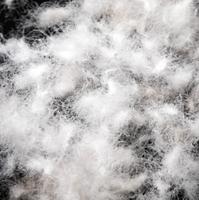 Vente en gros de duvet de canard blanc 90/10, norme vietnamienne