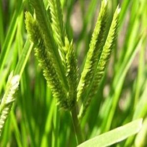 ขายส่งสำหรับ100% ธรรมชาติ Eleusine Gooosegrass ผง - Product Image 6