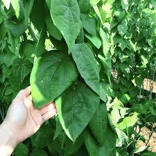 Triandra จากเวียดนาม - Product Image 3