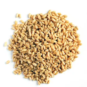 Wheat 8000 tons