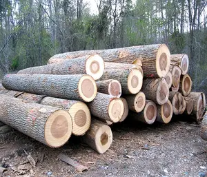 Round White Birch Wood Logs