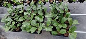 Hoya <span class=keywords><strong>Kerri</strong></span> Splash en pot de 9 cm avec des feuilles en forme de cœur argentées (2-3 feuilles) |   Succulente rare et variée pour la décoration intérieure - Product Image 5