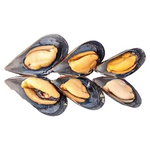 New product launch in market frozen green mussel shell meat