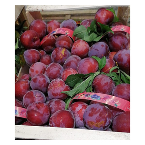 พลัมแดงสวยงาม พรีเมียม สด ออร์แกนิค ได้รับการรับรอง GLOBAL GAP ผลิตในสหรัฐอเมริกา - Product Image 1