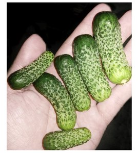 Pepino encurtido fresco enlatado de Vietnam (Sra. Lee: +84987731263) - Product Image 5