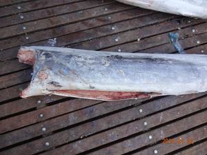 Chun Cheng Fishery's Frozen Sugiyama DWT Block 24 meses de vida útil Patrón de pescado Embalaje directo de la fuente - Product Image 4