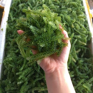 LATOK // LATO / Raisins de mer au Vietnam/Whatsapp - Serena - Product Image 1