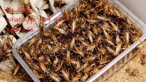 Grillo de frozen seco de alta proteína, 100% orgánico, MS May + 84 904183651 - Product Image 6