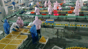 Hoàn Thành Có Thể Dòng Đóng Hộp Thiếc Có Thể Niêm Phong Máy Cam Pear Nho Kiwi Trái Cây Canning Máy - Product Image 2