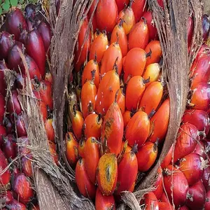 Чистые и натуральные пальмовые орехи