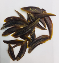 Carcasa de Murex operculus - Product Image 2