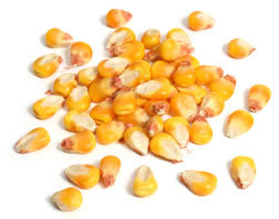 Maíz amarillo no OGM/Alimentación de maíz Grado 1 | MAÍZ AMARILLO ALIMENTO PARA ANIMALES 100% CALIDAD BARATA - Product Image 2