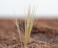 Empire Ants AG7 - Fourmilière pour fourmis du désert - Gravier en plastique - Plante artificielle - Design classique - Écologique - Toutes saisons